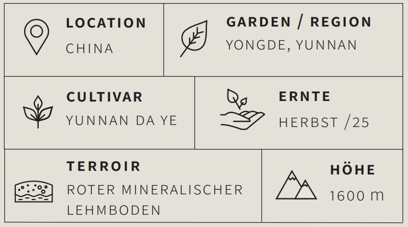 Schwarzer Tee Yunnan Black Bud - Berlin Tea Academy Only Sinensis