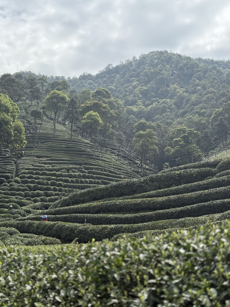 Teeanbau Tee-Ernte China Teeverarbeitung hohe Qualität Grüner Tee Schwarzer Tee Ursprung