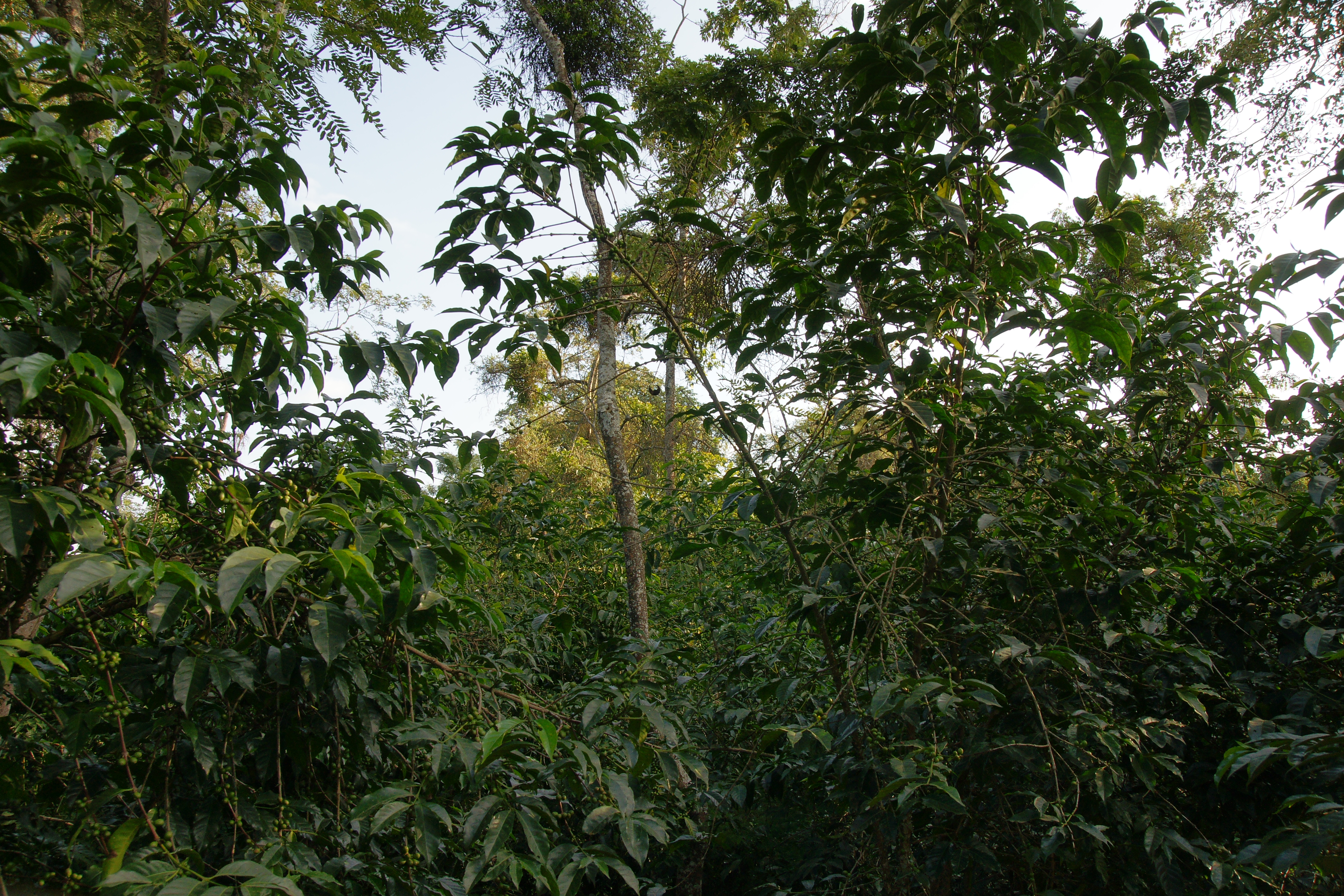 Bild zur Plantage  Bench Maji Union - nachhaltiger Kaffeeanbau in Äthiopien