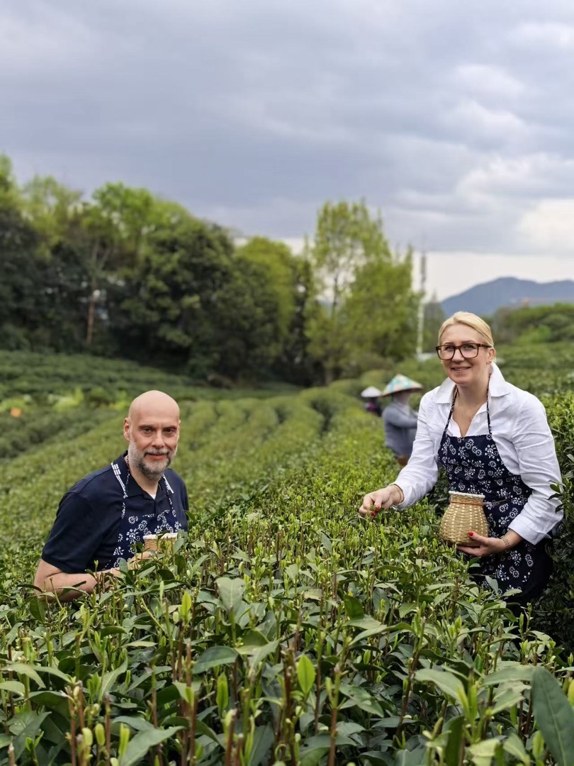 Teeanbau Tee-Ernte China Teeverarbeitung hohe Qualität Grüner Tee Schwarzer Tee Ursprung