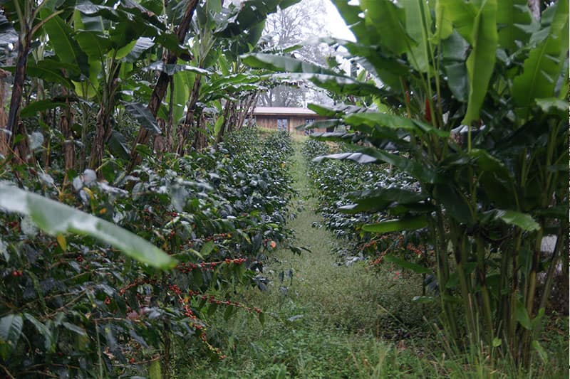 Region Kau - Kona Kaffee einzigartig und unverwechselbar aus Hawaii