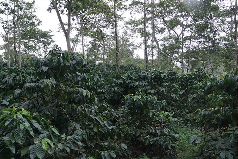 Bild zur Plantage  El Limoncillo Estate, Farmer Erwin Mierisch - erstklassige Kaffees aus Nicaragua