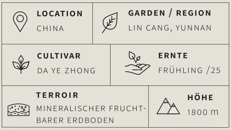 Grüner Tee Mao Feng 1st Grade - Berlin Tea Academy Only Sinensis