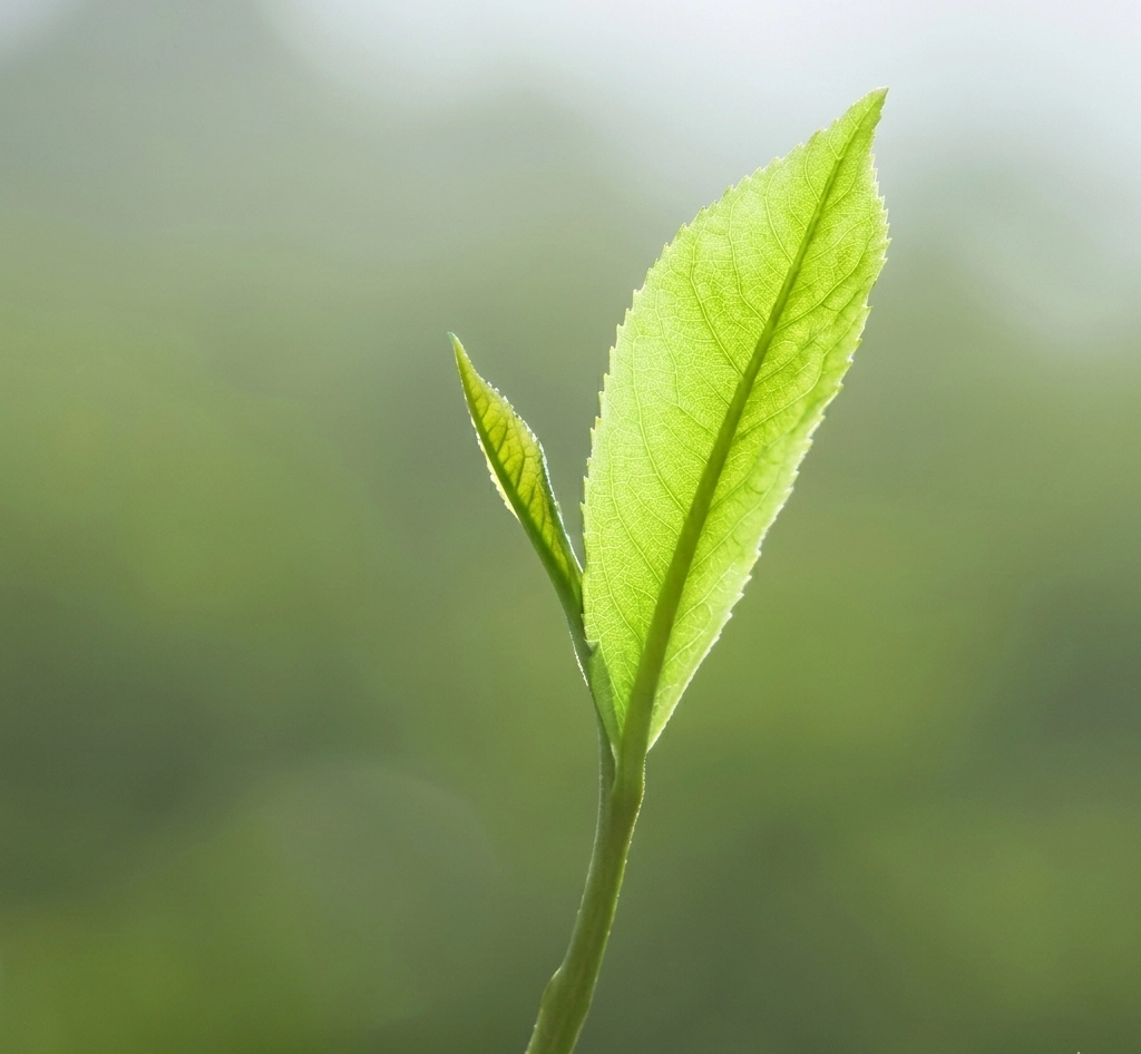 Junge Teepflanze mit zwei frischen Blättern und einer Knospe in Nahaufnahme, unscharfer grüner Hintergrund