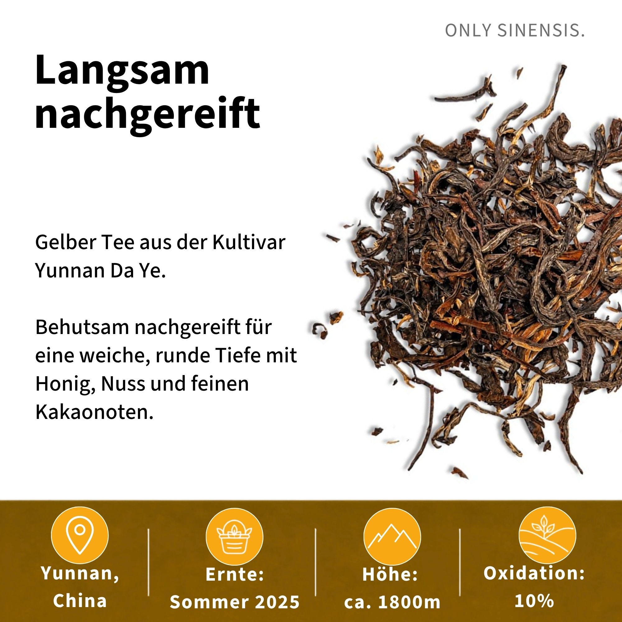 Gelber Tee Yunnan Daye - Berlin Tea Academy Only Sinensis