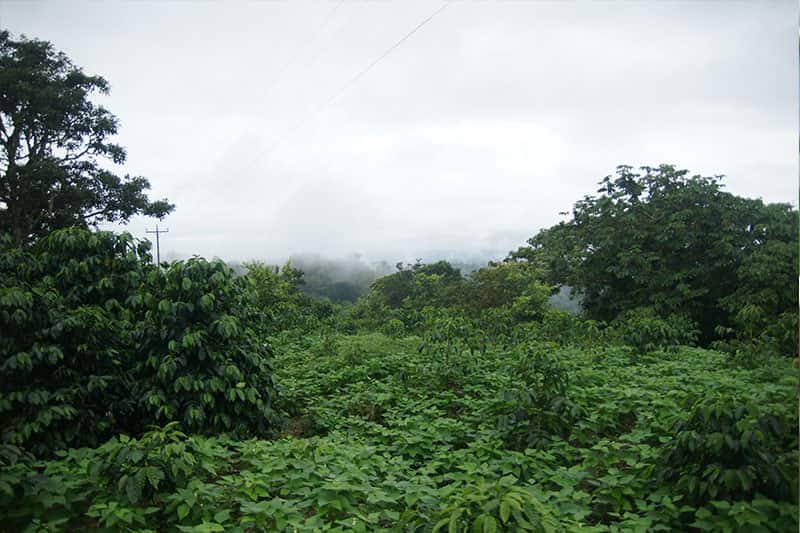 PGSIGRI_Plantage_01
