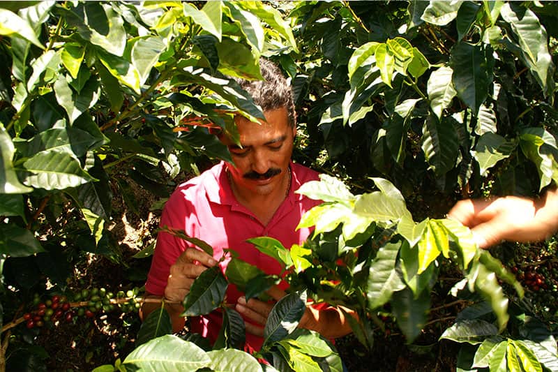 Finca Franciscanos - Kaffee und reichhaltige Aromen aus Peru