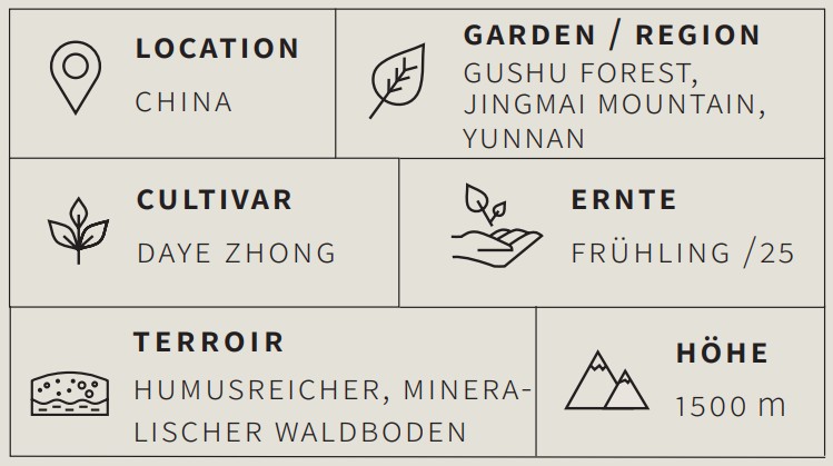 Berlin Tea Academy Only Sinensis - Gushu Maocha - Pu-Erh Tee in der Dose