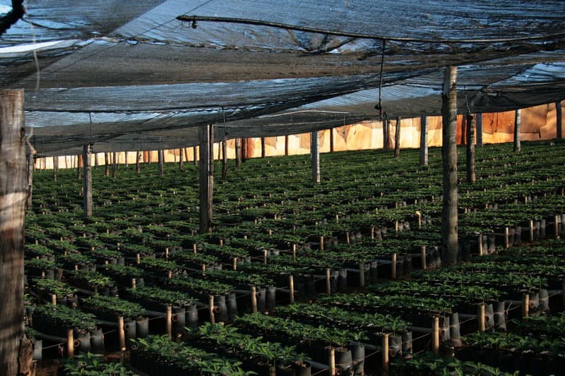 Fazenda da Lagoa Estate - feine Kaffeebohnen aus Brasilien