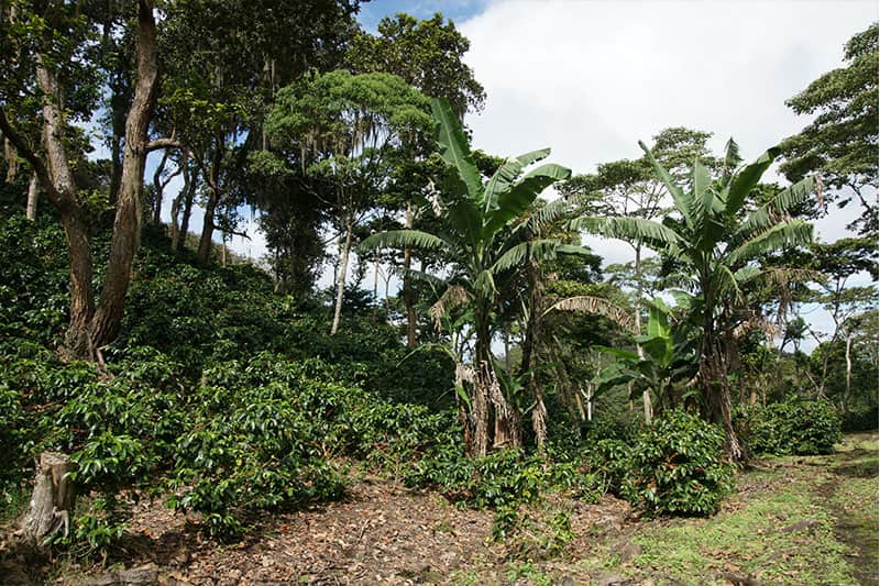 JMWALLENFORD__Plantage_01