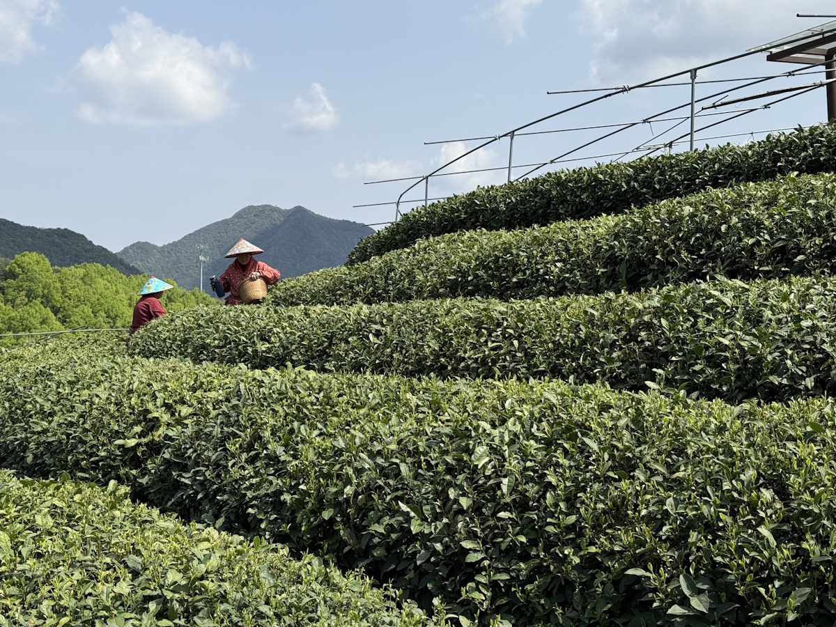 Teeanbau Tee-Ernte China Teeverarbeitung hohe Qualität Grüner Tee Schwarzer Tee Ursprung