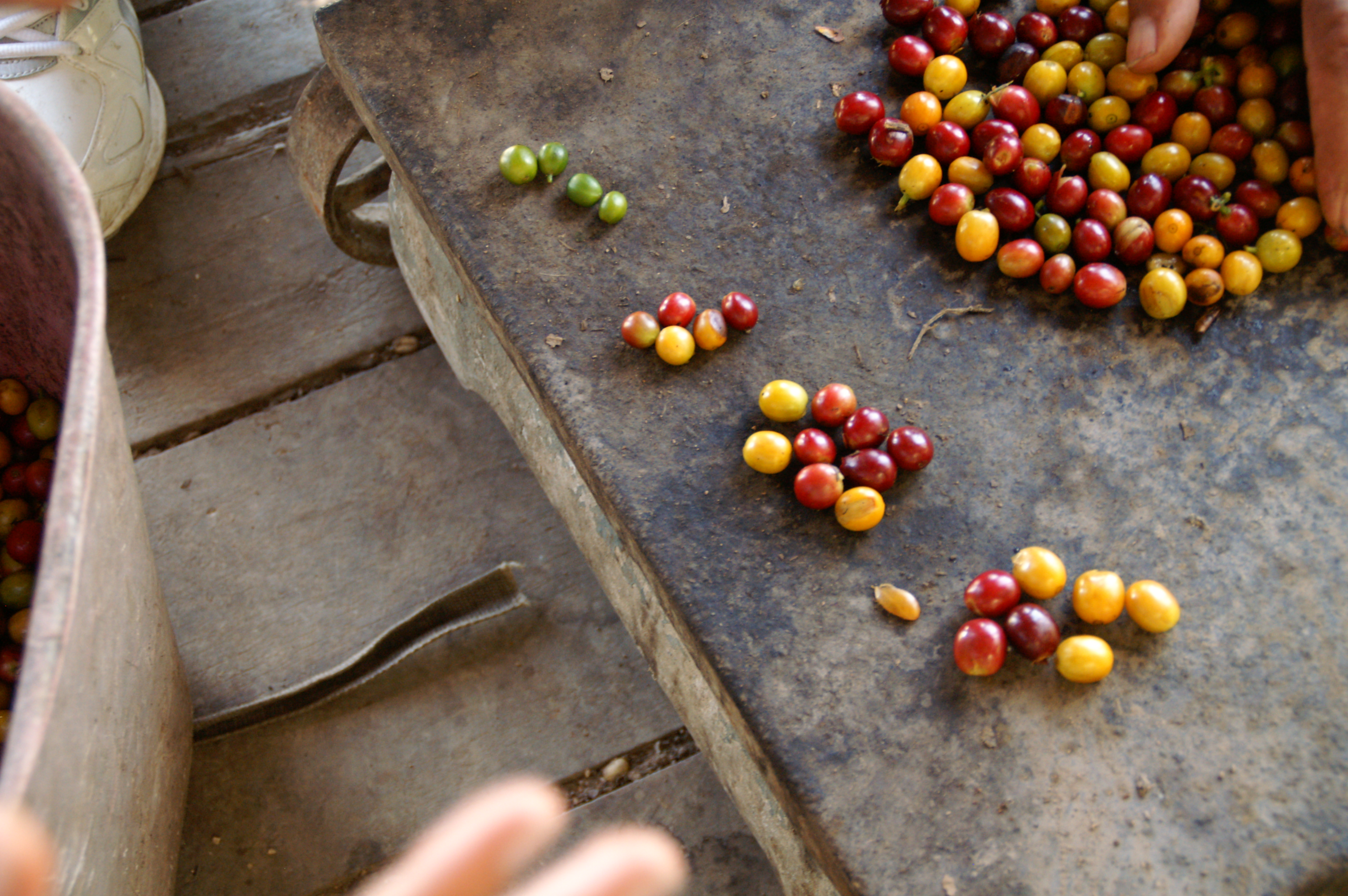 Bild zur Plantage  Hacienda La Claudina - unverwechselbarer Kaffee Geschmack aus Kolumbien