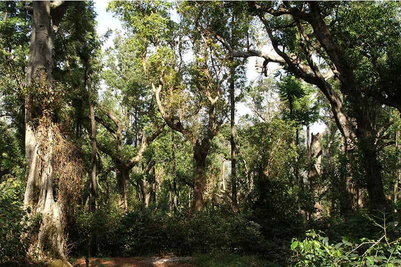 INMANGALORE_Plantage_01 INMANGALORE_Plantage_01