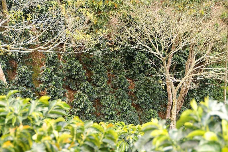 Hacienda La Claudina - unverwechselbarer Kaffee Geschmack aus Kolumbien