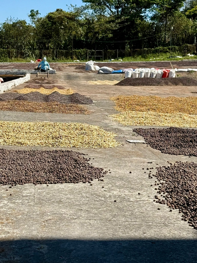 verschiedene Kaffeebohnen am trocknen in der Sonne im Kaffeeland El Salvador