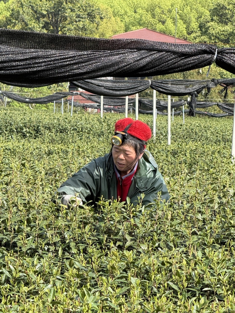 Teeanbau Tee-Ernte China Teeverarbeitung hohe Qualität Grüner Tee Schwarzer Tee Ursprung