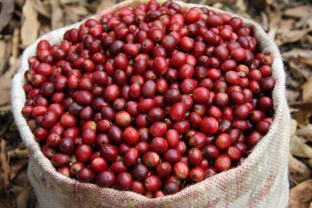Gauribesi Estate - unverwechselbare Aromen im Kaffee aus Nepal