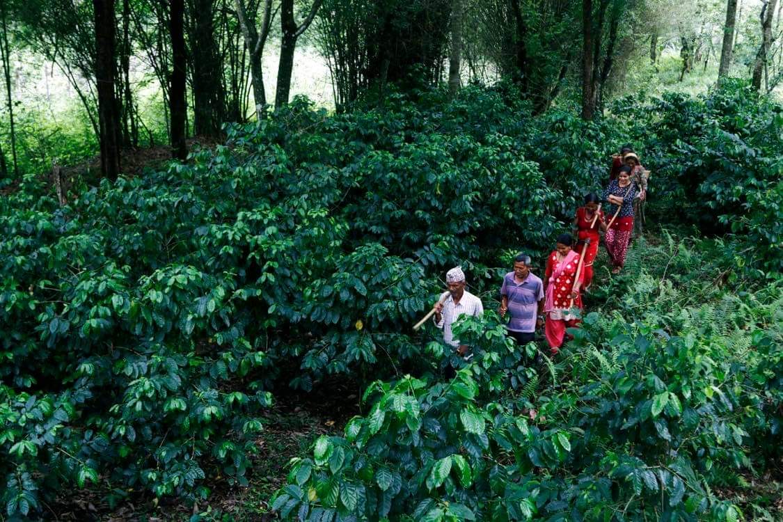 Gauribesi Estate - unverwechselbare Aromen im Kaffee aus Nepal