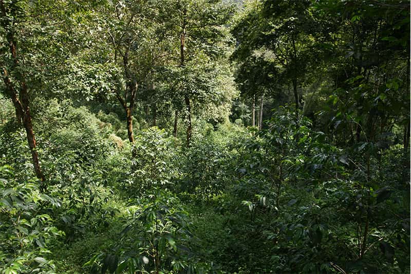 Farm: Amaro