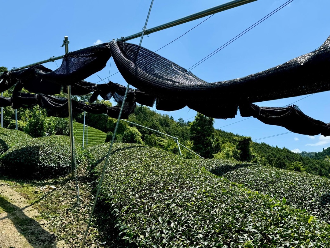 Teeanbau Tee-Ernte Japan Teequalität vor Ort