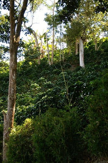 Bild zur Plantage  Region: Sierra Maestra
