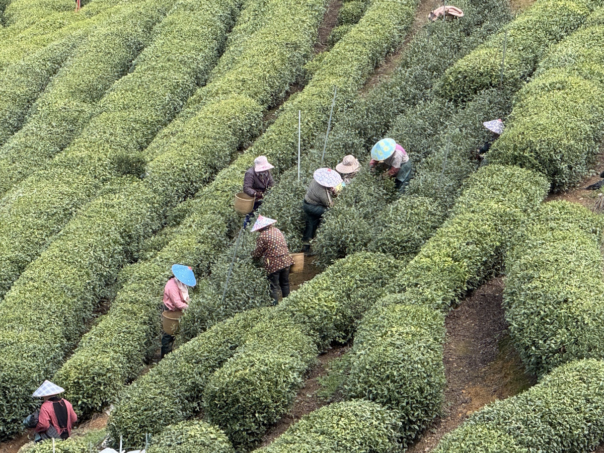 Teeanbau Tee-Ernte China Teeverarbeitung hohe Qualität Grüner Tee Schwarzer Tee Ursprung