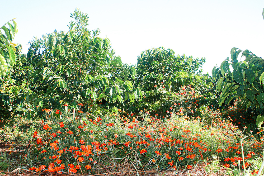 Kachipapa Estate - exzellente Kaffees aus Sambia