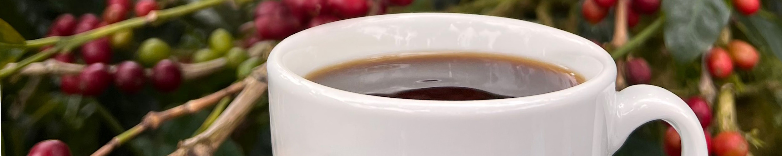 Berliner Kaffeerösterei Kaffeepreise Entwicklung 2025 Berliner Kaffeerösterei Kaffeepreise Entwicklung 2025