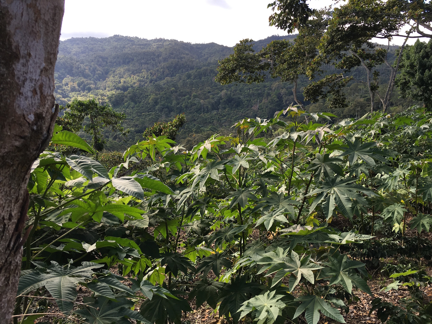 Cooperative Cafescor (Cafés Especiales Corquín S.A)