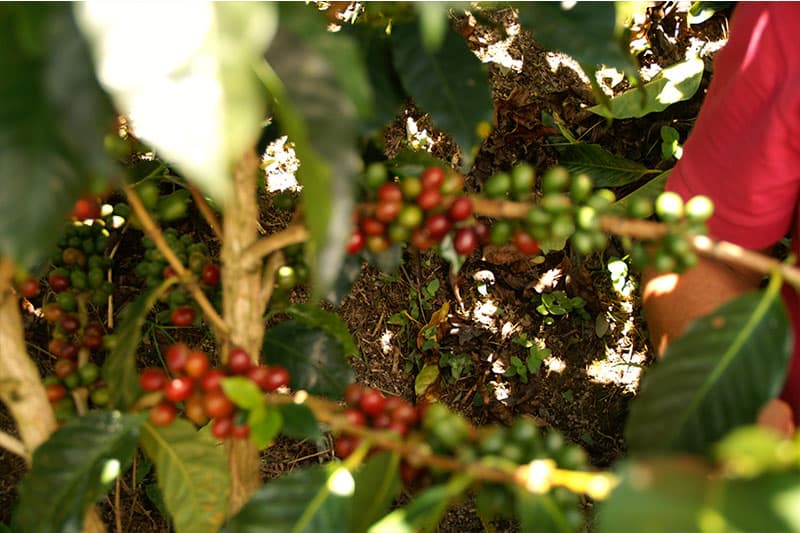Specialty Program of Becamo - ideale Bedingungen für den Kaffeeanbau in Honduras