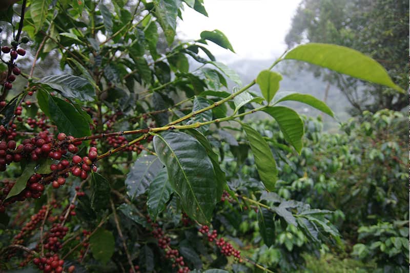 Region Kau - Kona Kaffee einzigartig und unverwechselbar aus Hawaii