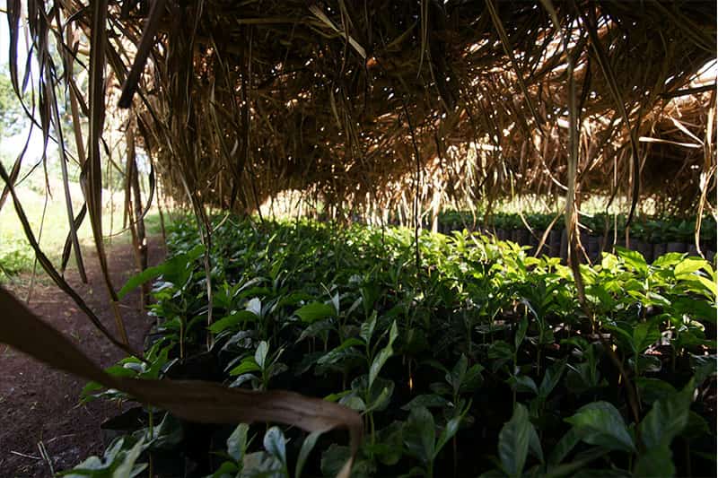 Farm: Amaro