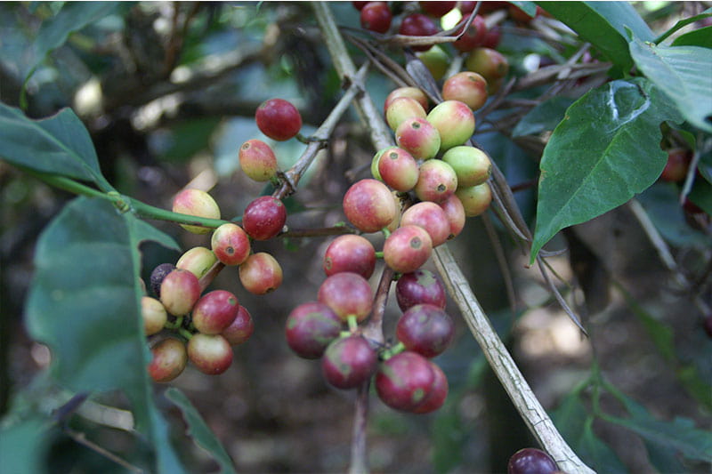 Bild zur Plantage  Mangalore, Malabar Region - einzigartiger Monsun Kaffee aus Indien