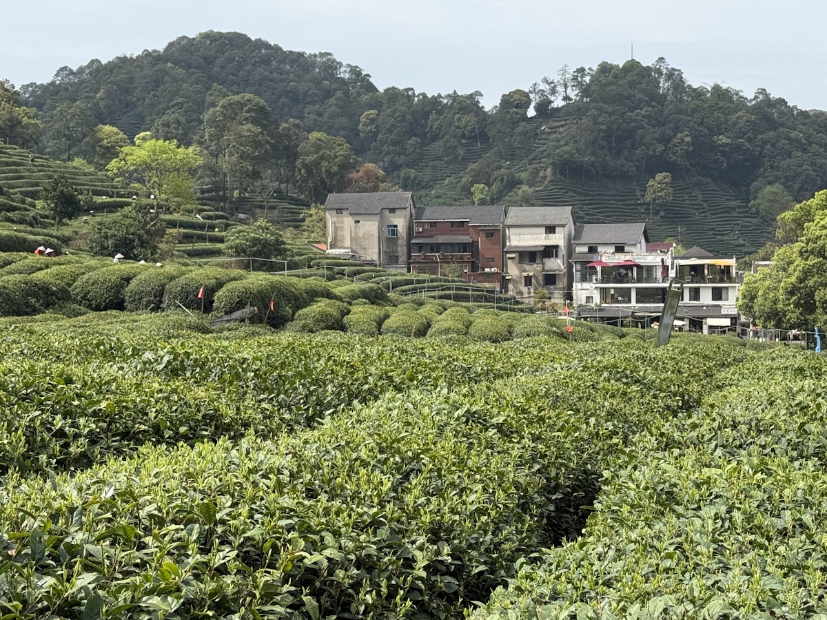Teeanbau Tee-Ernte China Teeverarbeitung hohe Qualität Grüner Tee Schwarzer Tee Ursprung