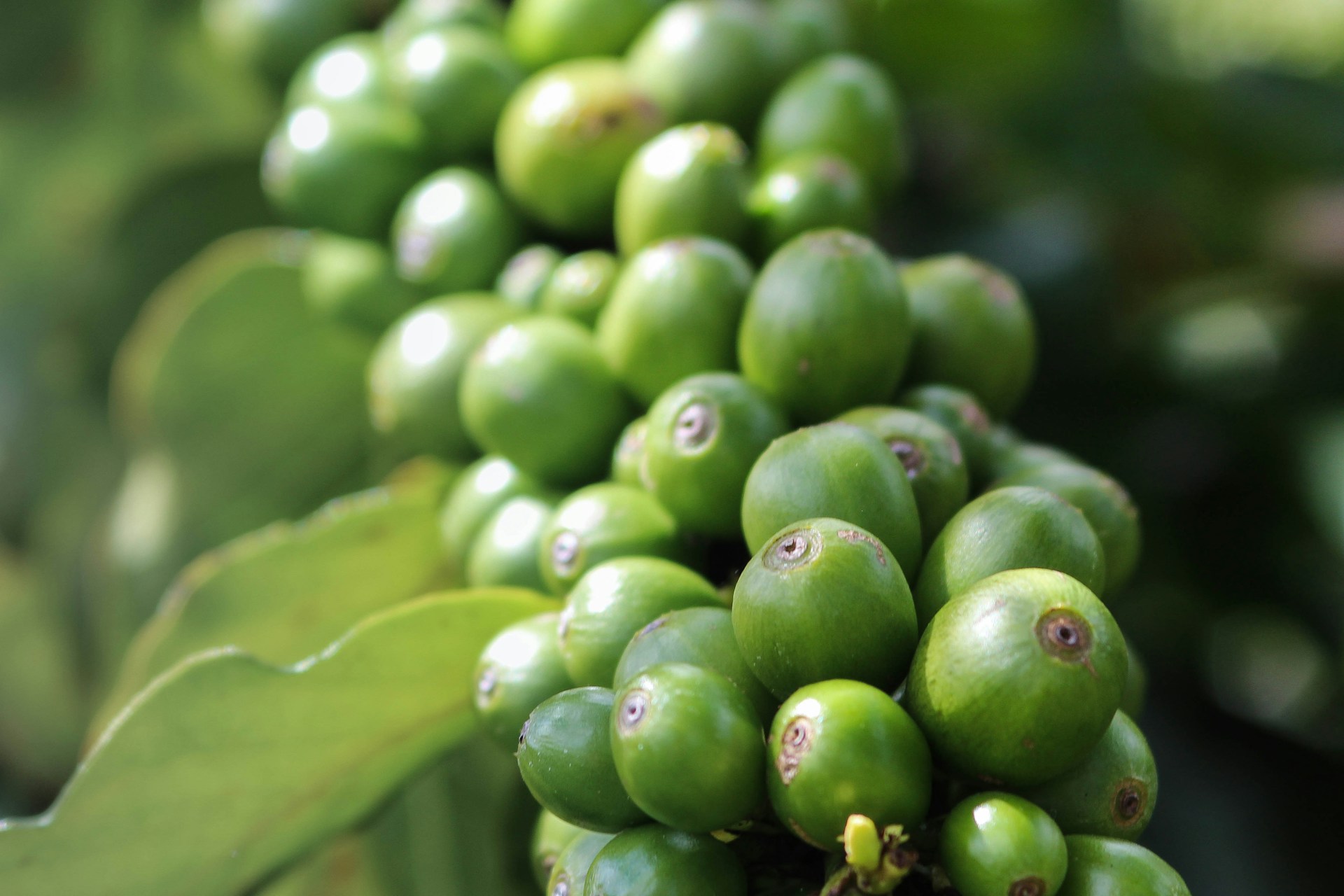 Kongo Lake Kivu - höchste Kaffee Qualität aus dem Kongo