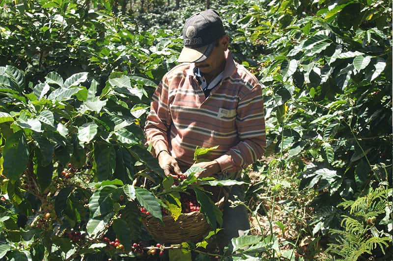 Bild zur Plantage  Finca Liquidambar - Kaffee in höchster Qualität aus Mexiko