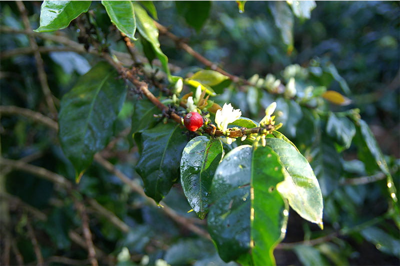 Bild zur Plantage  Blawan Coffee Estate - außergewöhnlicher Kaffee aus Indonesien