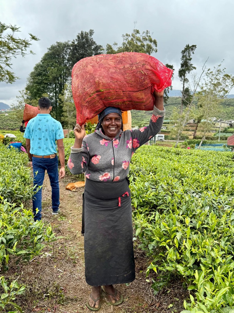 Teeanbau Tee-Ernte Sri Lanka Teequalität vor Ort