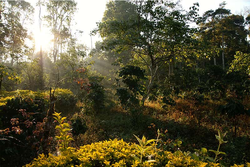 Gayo, Aceh - außergewöhnliche Kaffee Qualität aus Sumatra Indonesien