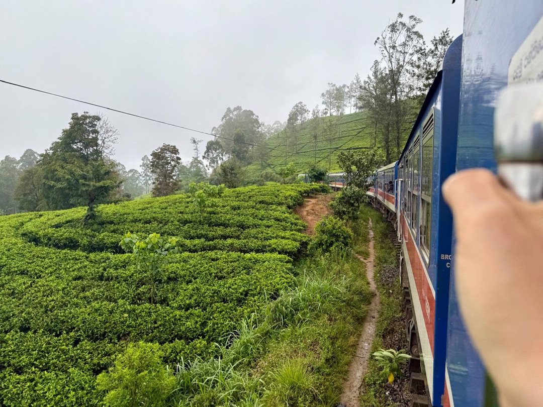 Teeanbau Tee-Ernte Sri Lanka Teequalität vor Ort