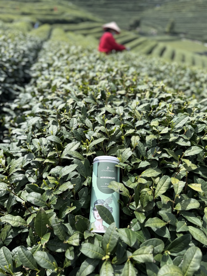 Teeanbau Tee-Ernte China Teeverarbeitung hohe Qualität Grüner Tee Schwarzer Tee Ursprung Berliner Kaffeerösterei Güldenklee