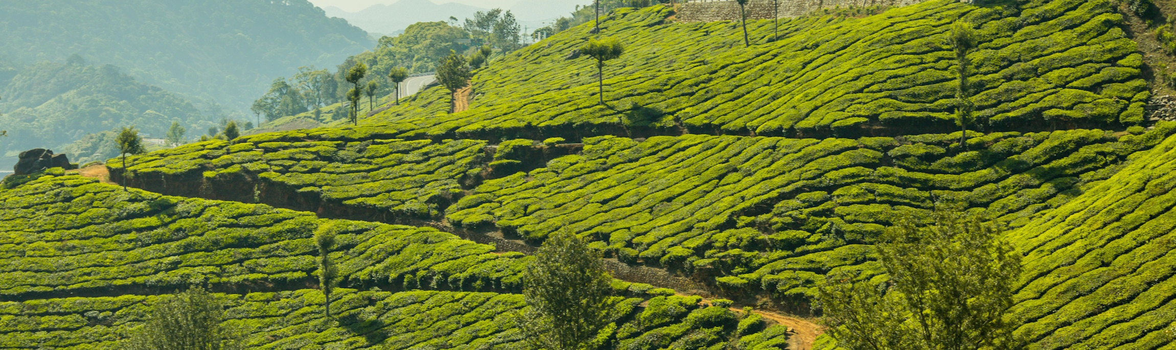 Hügeliges Teeanbaufeld - Hintergrund
