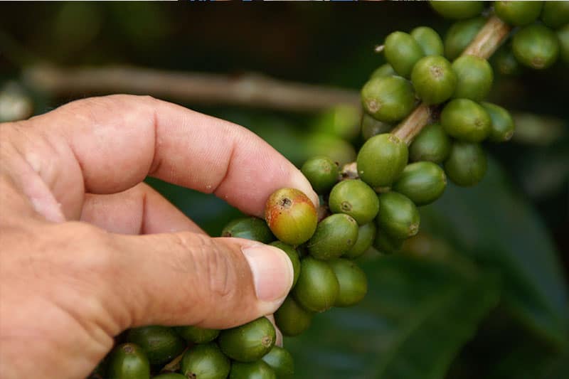 Finca Las Veraneras - herausragende Kaffeebohnen und Aromen aus El Salvador