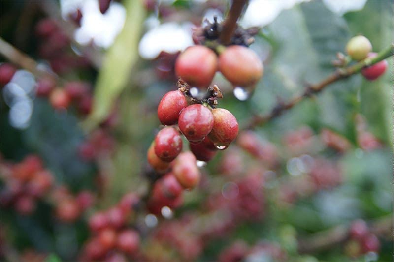 Region Kau - Kona Kaffee einzigartig und unverwechselbar aus Hawaii