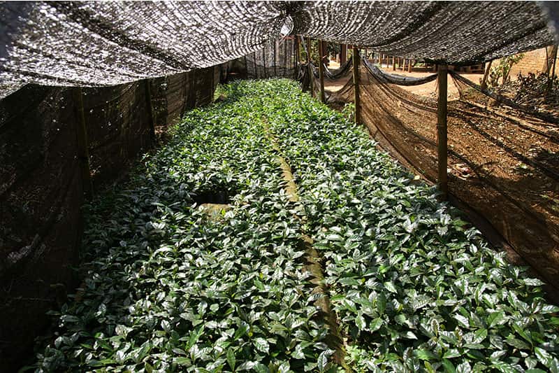 Bild zur Plantage  Blawan Coffee Estate