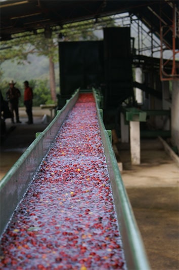 Finca Ceylan y Anexos - herausragende Qualität im Kaffee aus Guatemala