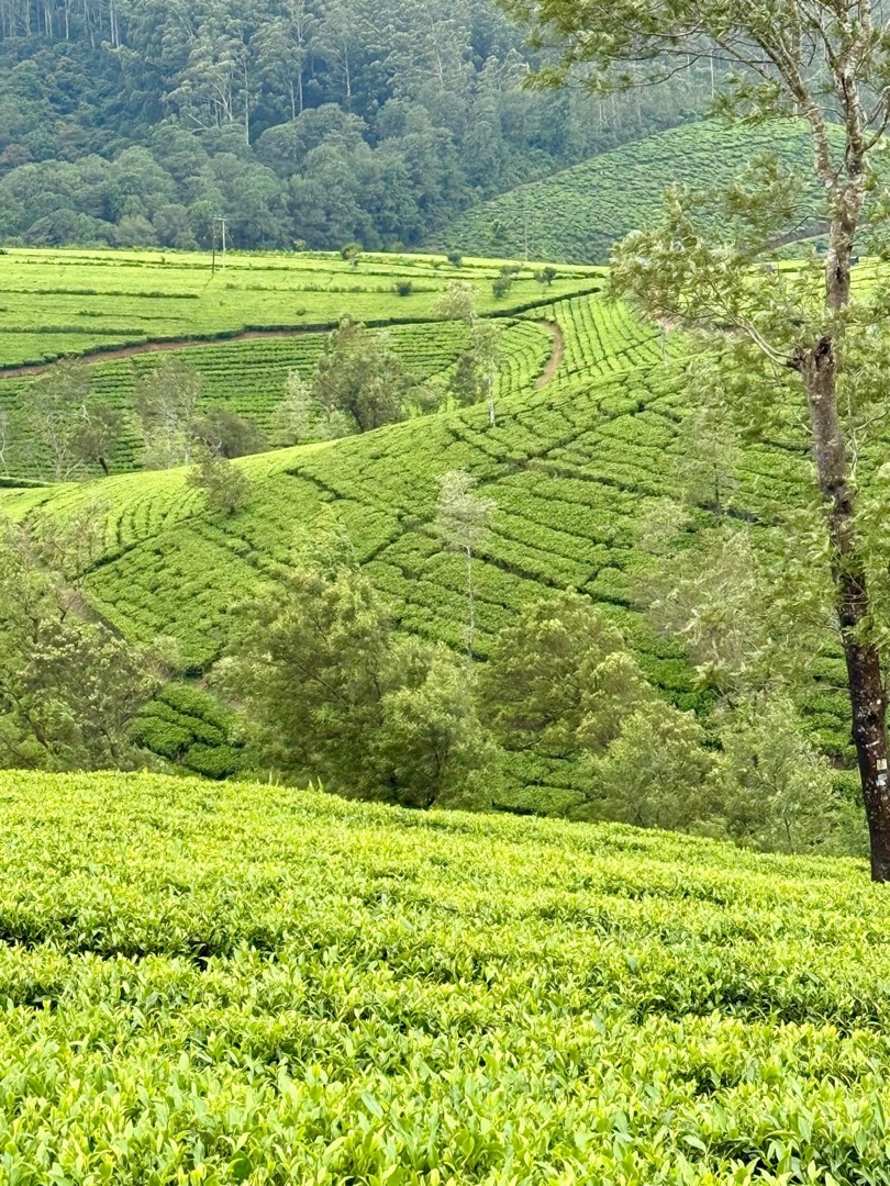 Teeanbau Tee-Ernte Sri Lanka Teequalität vor Ort