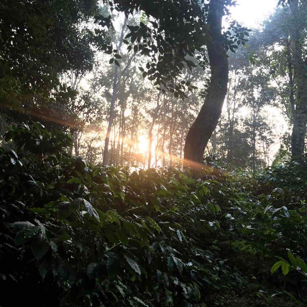 Gauribesi Estate - unverwechselbare Aromen im Kaffee aus Nepal