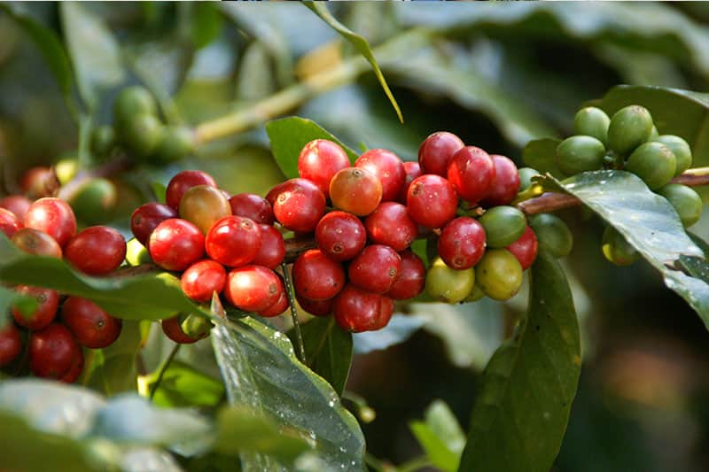 Finca Las Veraneras - herausragende Kaffeebohnen und Aromen aus El Salvador