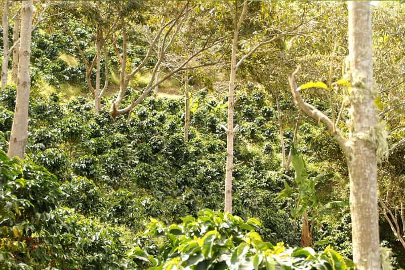 Hacienda La Claudina - unverwechselbarer Kaffee Geschmack aus Kolumbien